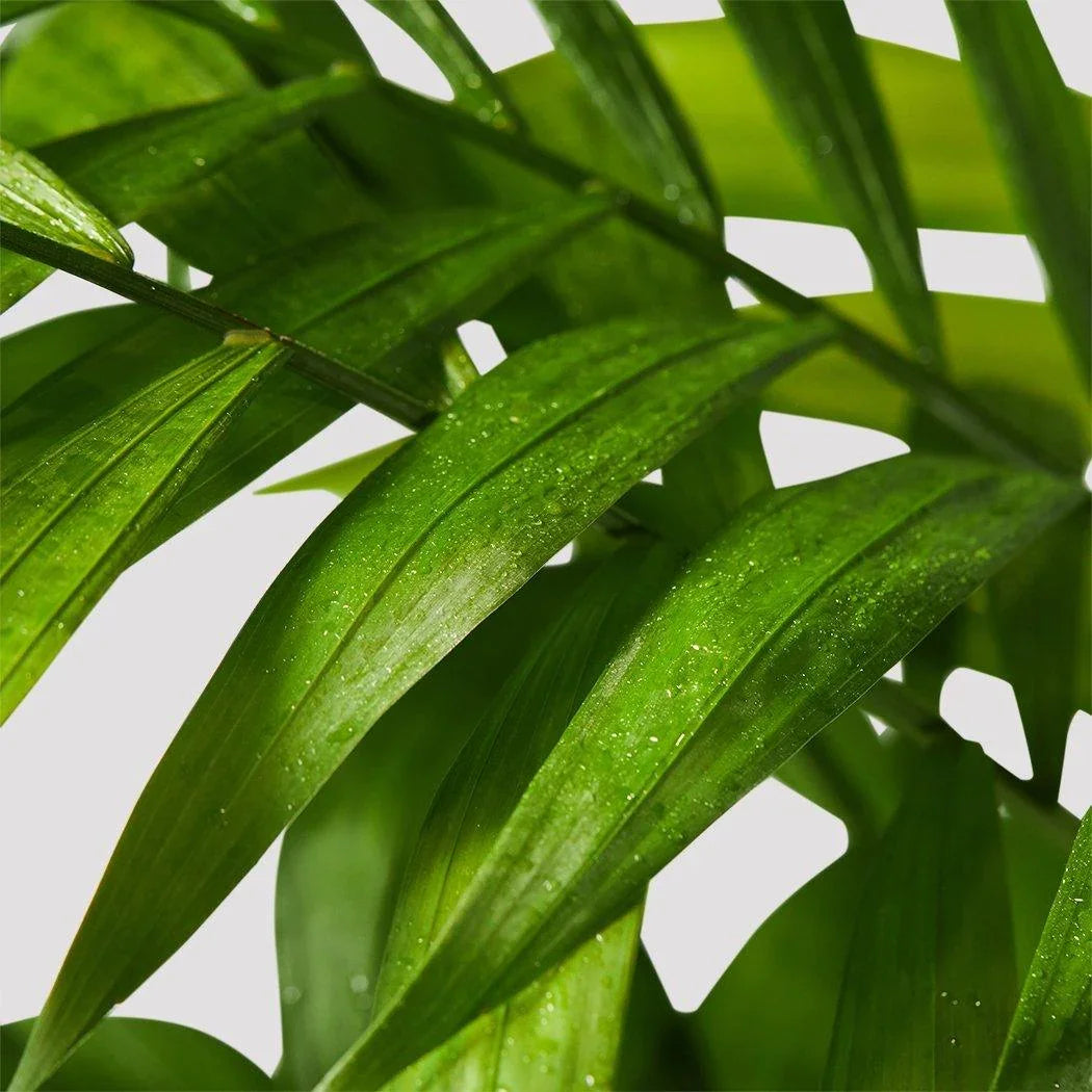 Bamboo Parlor Palm