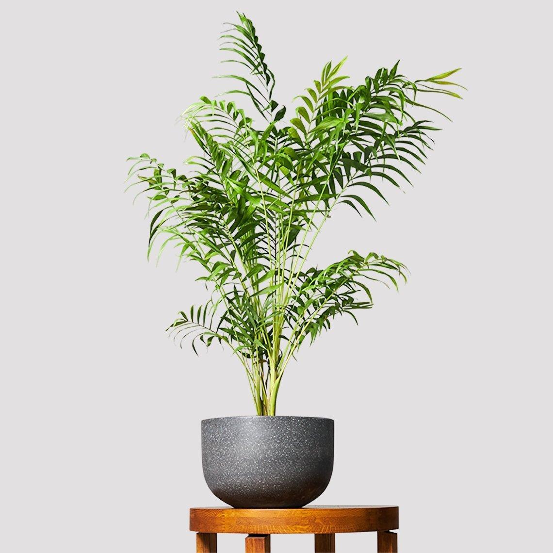 Bamboo Parlor Palm