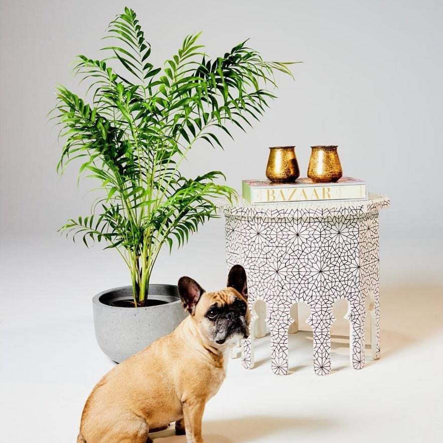 Bamboo Parlor Palm