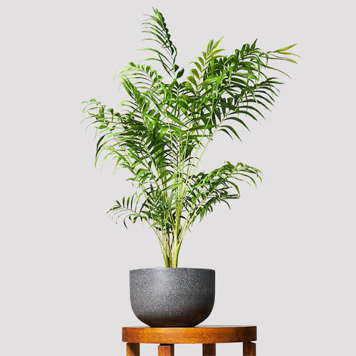 Bamboo Parlor Palm