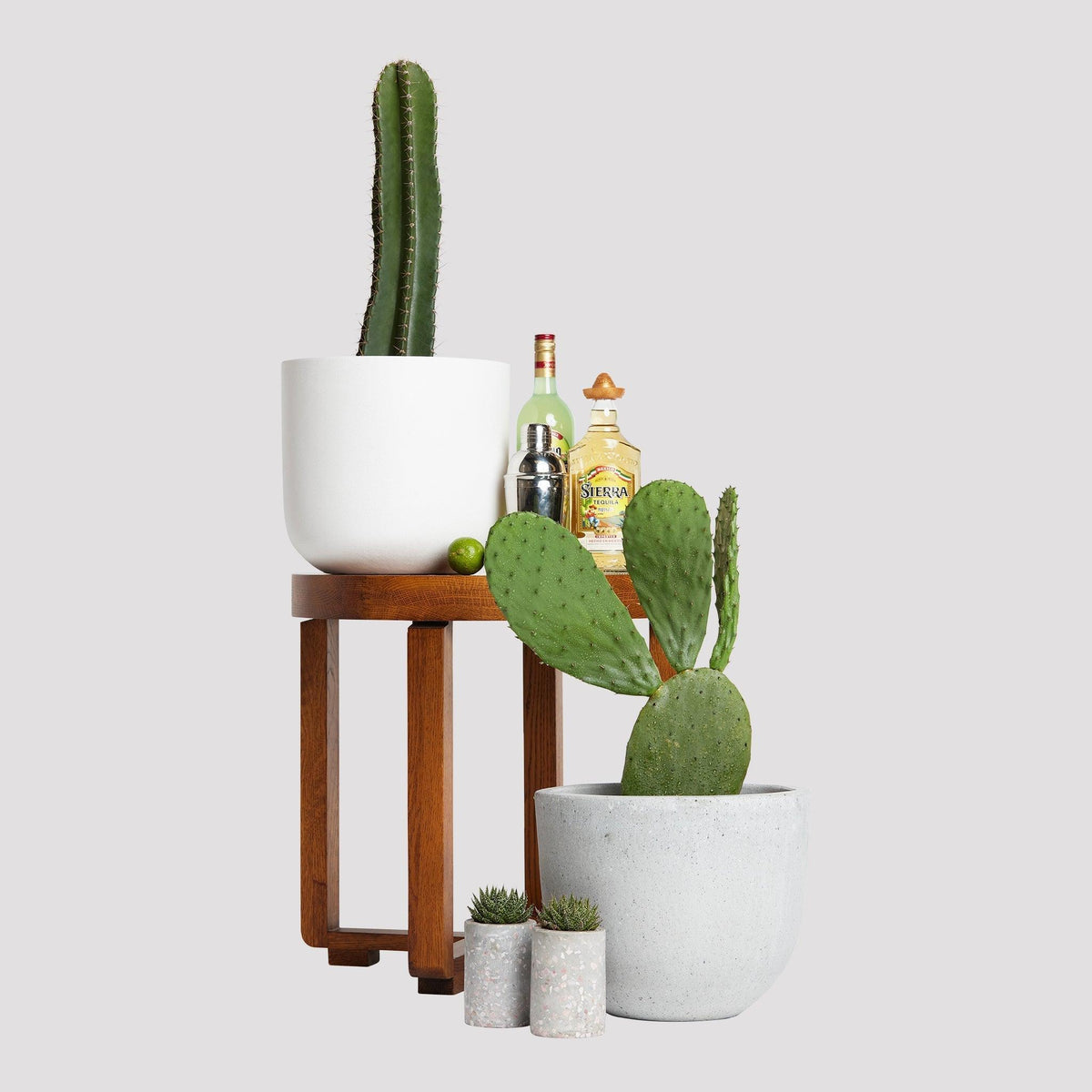 San Pedro Cactus