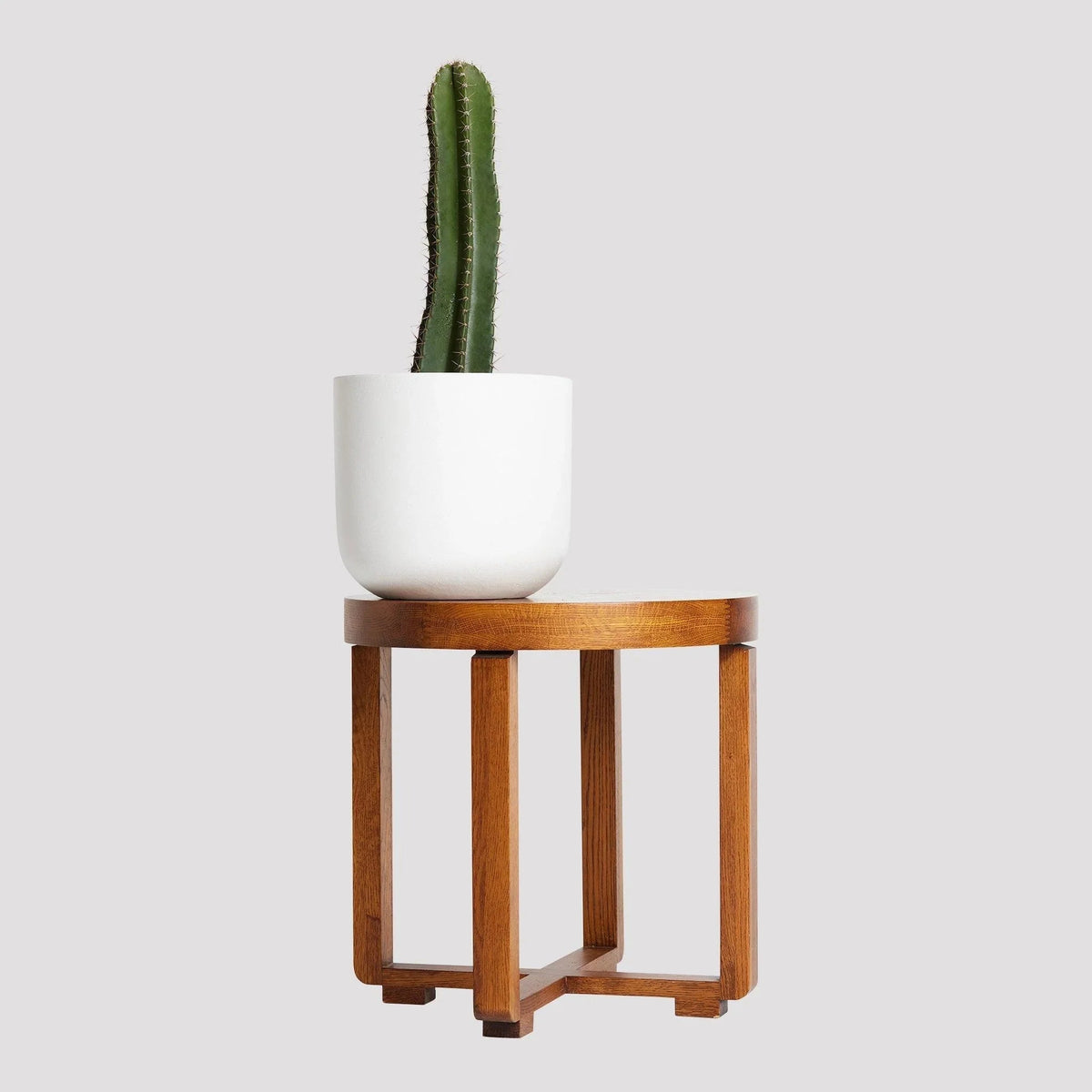 San Pedro Cactus